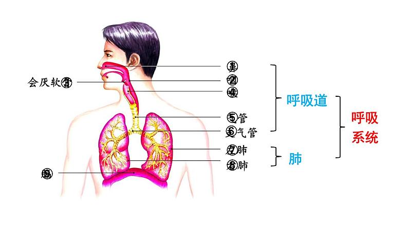 第一节 呼吸道对空气的处理第5页