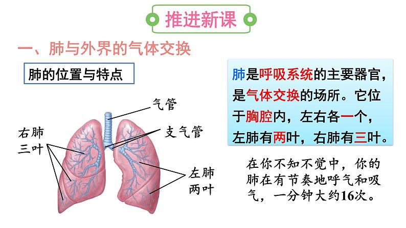 第二节 发生在肺内的气体交换第5页