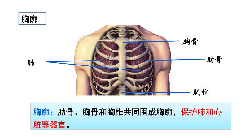 第二节 发生在肺内的气体交换第6页