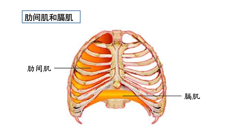 第二节 发生在肺内的气体交换第7页