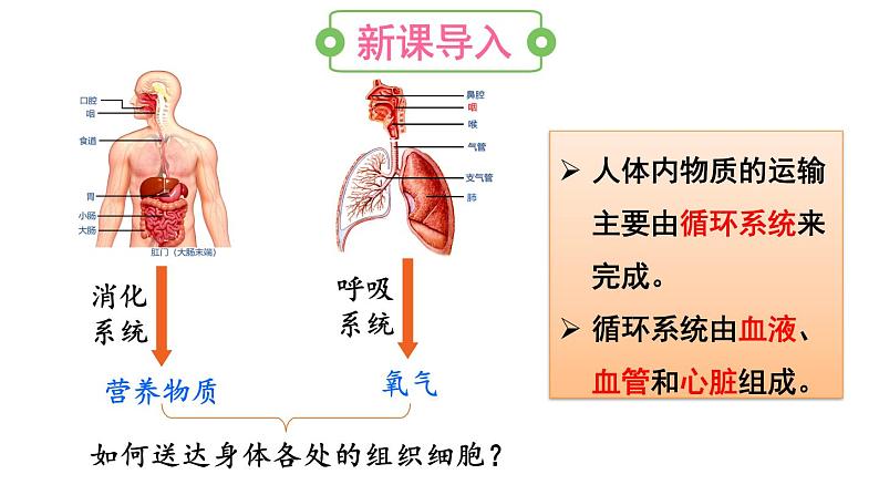 第一节 流动的组织——血液第3页