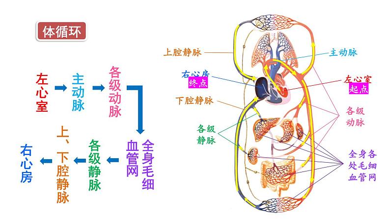 第2课时 血液循环的途径第7页