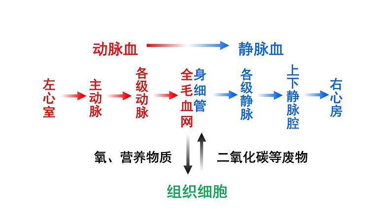 第2课时 血液循环的途径第8页