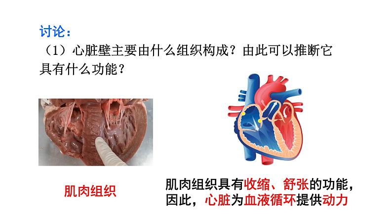 第1课时 心脏的结构和功能第7页
