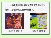 初中  生物  人教版（2024）  七年级上册（2024）  第四节 单细胞生物 课件