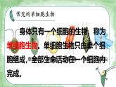 初中  生物  人教版（2024）  七年级上册（2024）  第四节 单细胞生物 课件