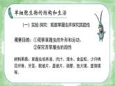 初中  生物  人教版（2024）  七年级上册（2024）  第四节 单细胞生物 课件