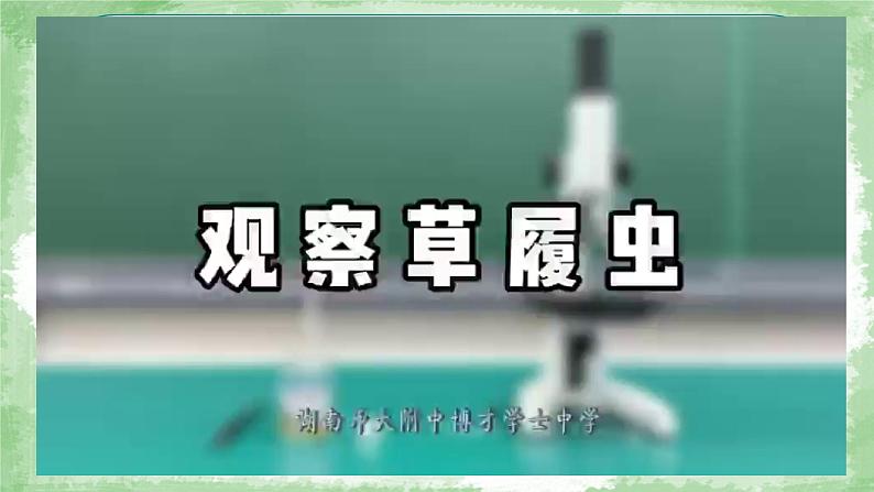 初中  生物  人教版（2024）  七年级上册（2024）  第四节 单细胞生物 课件第7页