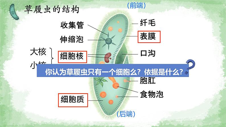 初中  生物  人教版（2024）  七年级上册（2024）  第四节 单细胞生物 课件第8页