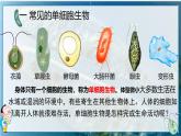 初中  生物  人教版（2024）  七年级上册（2024）  第四节 单细胞生物 课件