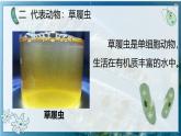 初中  生物  人教版（2024）  七年级上册（2024）  第四节 单细胞生物 课件