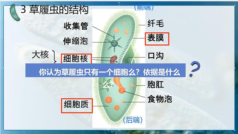 初中  生物  人教版（2024）  七年级上册（2024）  第四节 单细胞生物 课件第8页