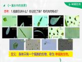 初中  生物  人教版（2024）  七年级上册（2024）  第四节 单细胞生物 课件