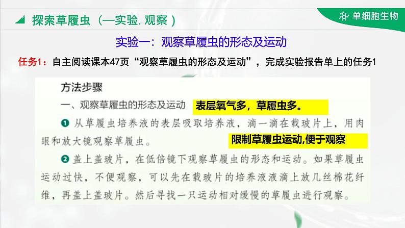 初中  生物  人教版（2024）  七年级上册（2024）  第四节 单细胞生物 课件第8页