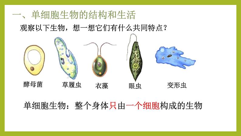 初中  生物  人教版（2024）  七年级上册（2024）  第四节 单细胞生物 课件第2页