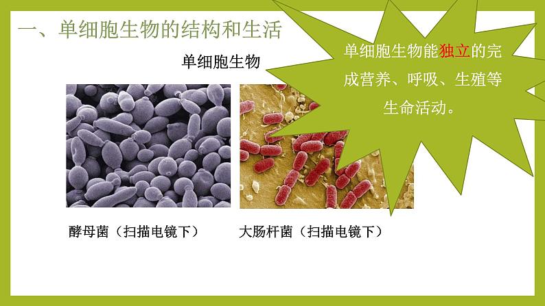 初中  生物  人教版（2024）  七年级上册（2024）  第四节 单细胞生物 课件第3页