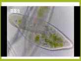 初中  生物  人教版（2024）  七年级上册（2024）  第四节 单细胞生物 课件