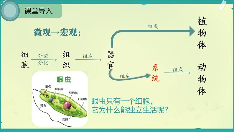 初中  生物  人教版（2024）  七年级上册（2024）  第四节 单细胞生物 课件第3页