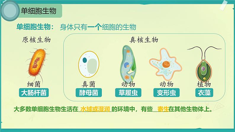 初中  生物  人教版（2024）  七年级上册（2024）  第四节 单细胞生物 课件第4页