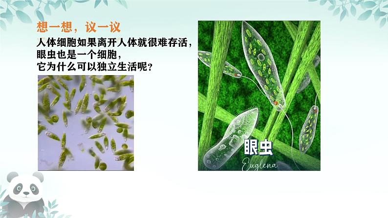 初中  生物  人教版（2024）  七年级上册（2024）  第四节 单细胞生物 课件第3页