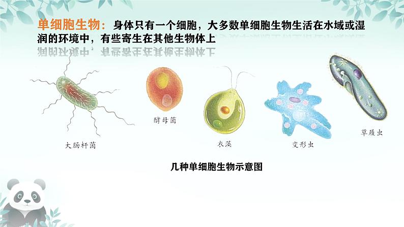 初中  生物  人教版（2024）  七年级上册（2024）  第四节 单细胞生物 课件第4页