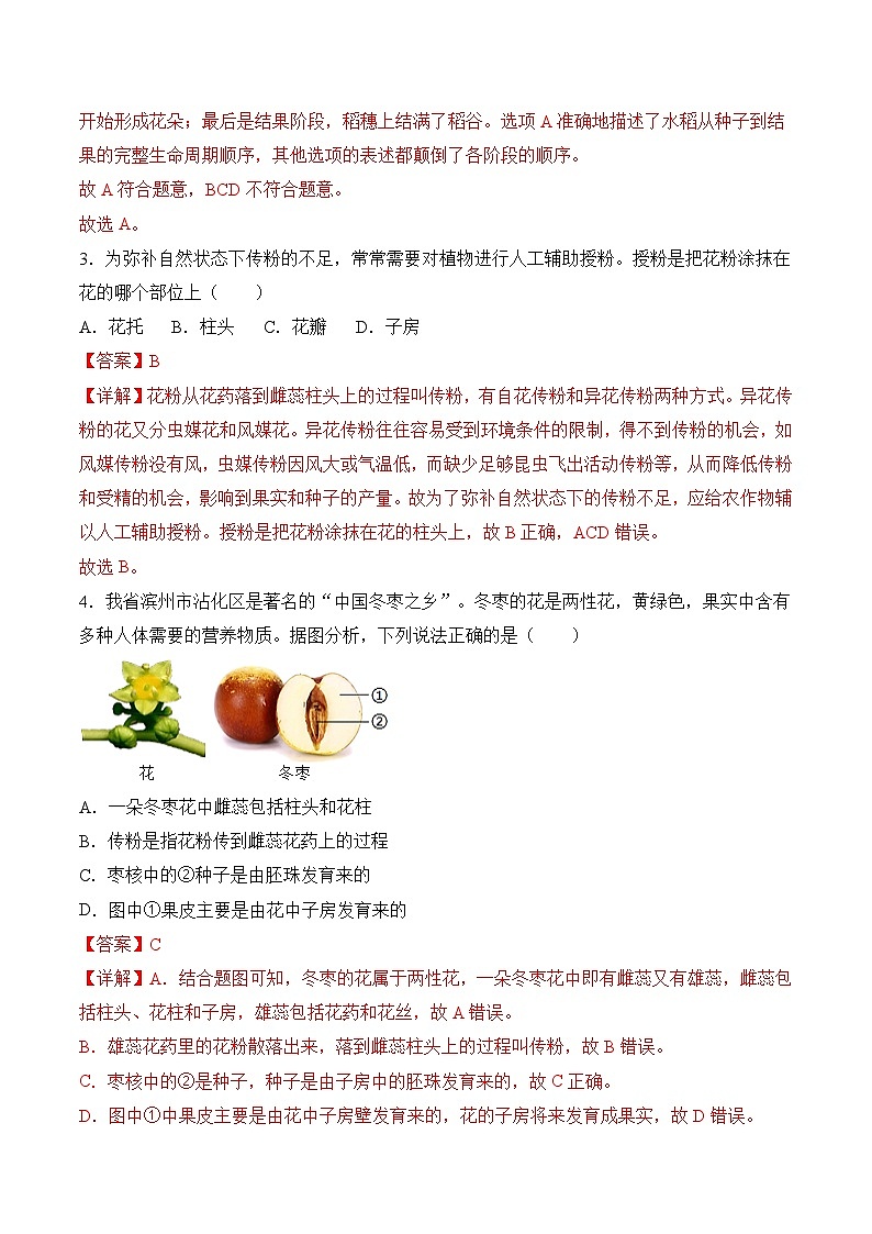 3.1.3 开花和结果（练习）（含答案解析）第2页