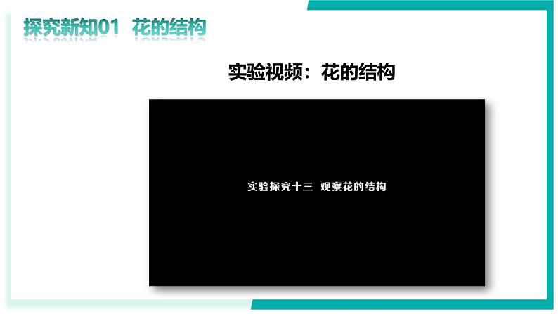 3.1.3 开花和结果-初中生物七年级下册同步教学课件（人教版2024）第7页