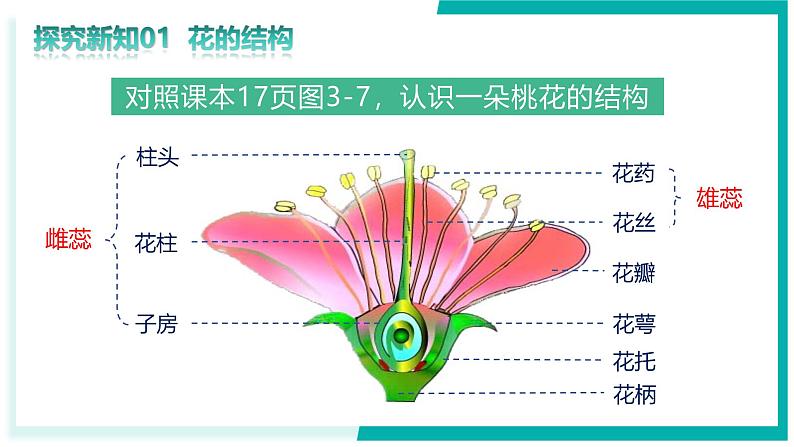 3.1.3 开花和结果-初中生物七年级下册同步教学课件（人教版2024）第8页