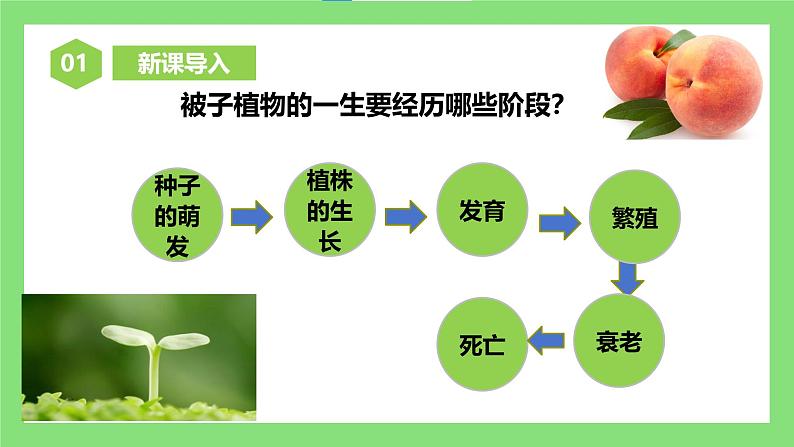 人教版初中生物七年级下册3.1.1《种子的萌发》课件第4页