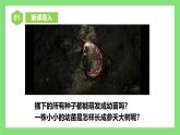 【核心素养目标】人教版初中生物七年级下册3.1.2《植株的生长》 课件+视频+教学设计+同步分层练习（含答案)