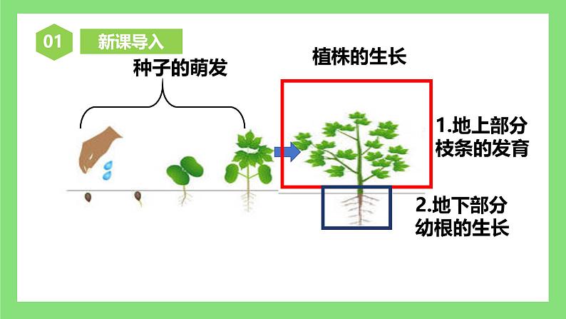 人教版初中生物七年级下册3.1.2《植株的生长》课件第4页