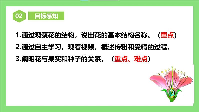 人教版初中生物七年级下册3.1.3《开花和结果》课件第4页