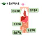 第四單元 人體生理與健康（一）單元小結 (課件)-2024-2025學年人教版(2024)生物七年級下冊