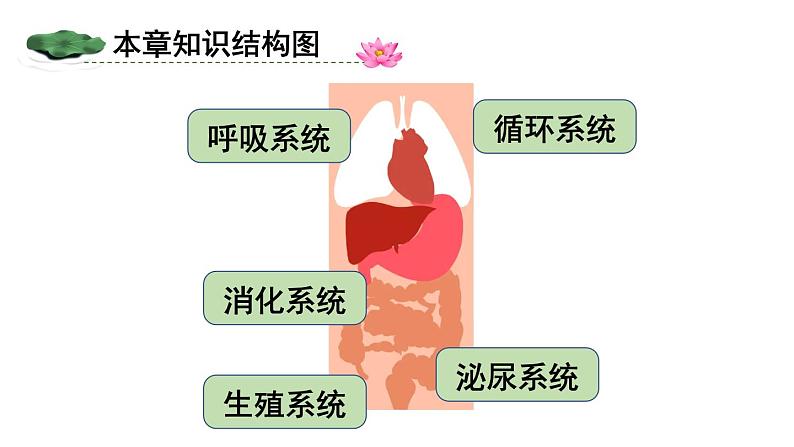 第四单元 人体生理与健康（一）单元小结 (课件)-2024-2025学年人教版(2024)生物七年级下册第2页