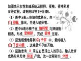 第四單元 人體生理與健康（一）單元小結 (課件)-2024-2025學年人教版(2024)生物七年級下冊