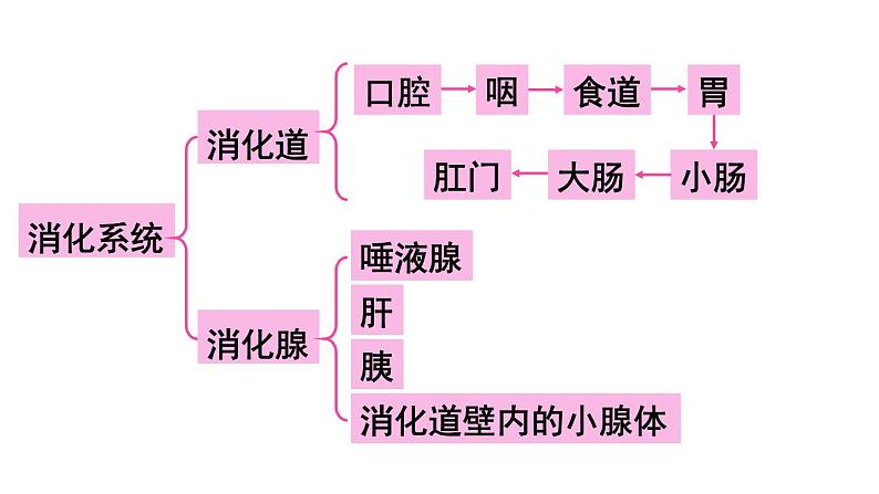 第四单元 人体生理与健康（一）单元小结 (课件)-2024-2025学年人教版(2024)生物七年级下册第7页