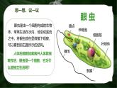 初中  生物  人教版（2024）  七年级上册（2024） 第四节 单细胞生物 课件