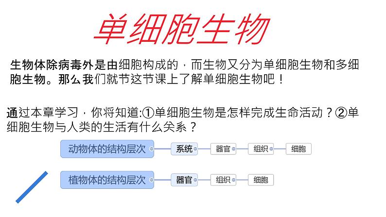 初中  生物  人教版（2024）  七年级上册（2024） 第四节 单细胞生物 课件第1页