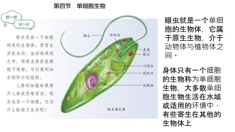 初中  生物  人教版（2024）  七年级上册（2024） 第四节 单细胞生物 课件第2页