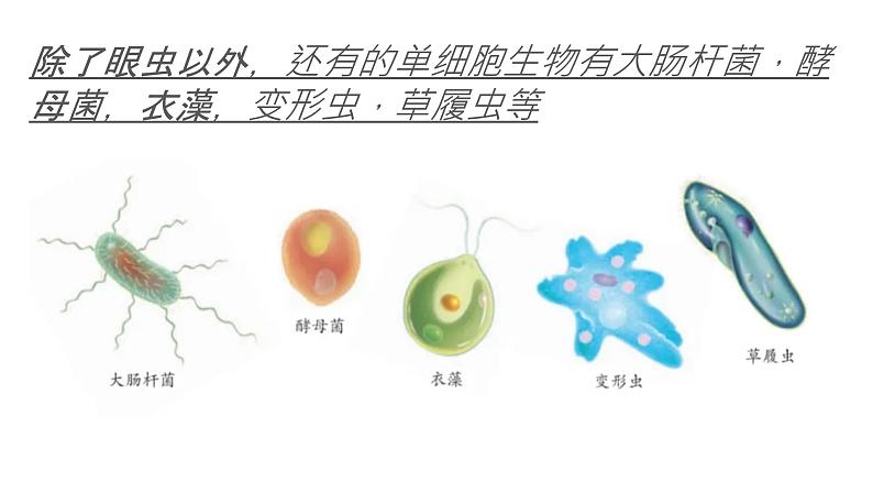 初中  生物  人教版（2024）  七年级上册（2024） 第四节 单细胞生物 课件第3页