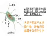 初中  生物  人教版（2024）  七年级上册（2024） 第四节 单细胞生物 课件