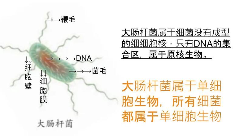 初中  生物  人教版（2024）  七年级上册（2024） 第四节 单细胞生物 课件第4页