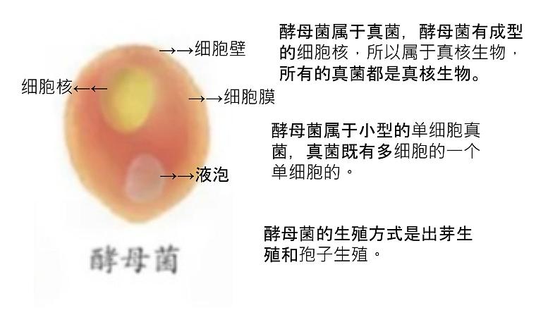 初中  生物  人教版（2024）  七年级上册（2024） 第四节 单细胞生物 课件第5页