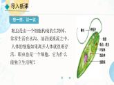 初中  生物  人教版（2024）  七年级上册（2024） 第四节 单细胞生物 课件