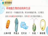 初中  生物  人教版（2024）  七年级上册（2024） 第四节 单细胞生物 课件