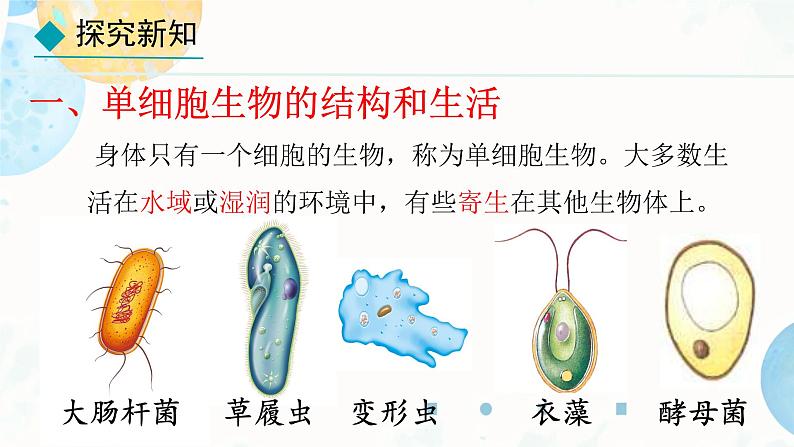 初中  生物  人教版（2024）  七年级上册（2024） 第四节 单细胞生物 课件第3页