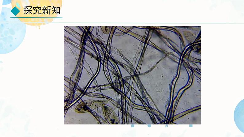 初中  生物  人教版（2024）  七年级上册（2024） 第四节 单细胞生物 课件第8页