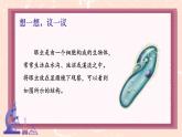 初中  生物  人教版（2024）  七年级上册（2024） 第四节 单细胞生物 课件
