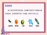 初中  生物  人教版（2024）  七年级上册（2024） 第四节 单细胞生物 课件