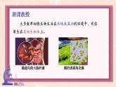 初中  生物  人教版（2024）  七年级上册（2024） 第四节 单细胞生物 课件
